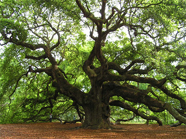 A photo the Angel Oak in Johns Island, South Carolina, a huge and ancient tree that sprouted up before Columbus sailed for the New World.